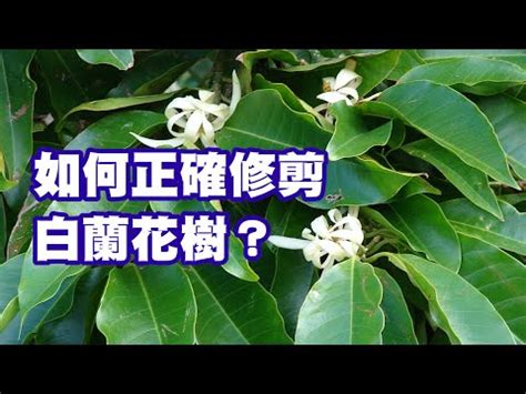 金玉蘭花種植禁忌|【玉蘭花 風水】玉蘭花的美麗與風水禁忌，種植前必看！